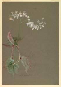 Dessin, étude - Sophia L. Crownfield
